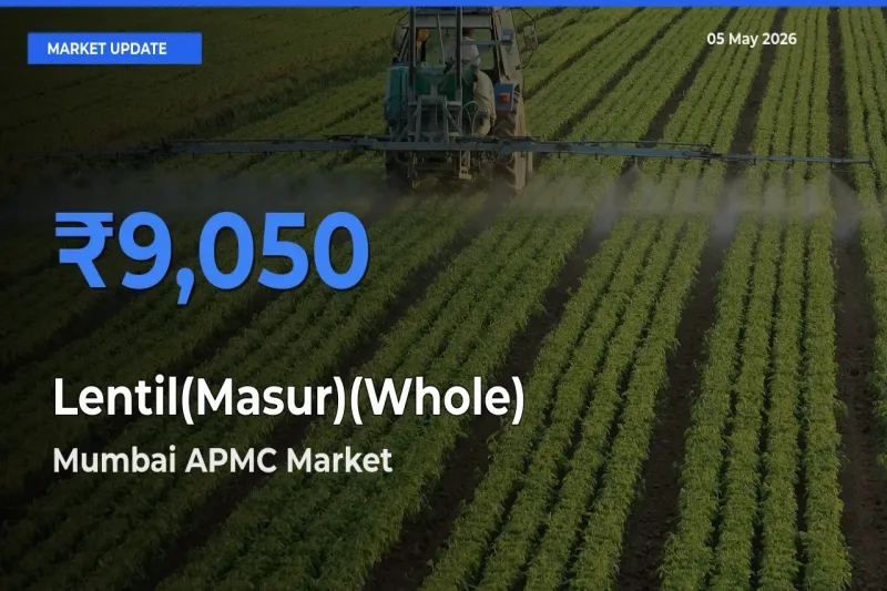 Mumbai APMC Offers ₹9,050 – Highest Lentil(Masur)(Whole) Rate Today
