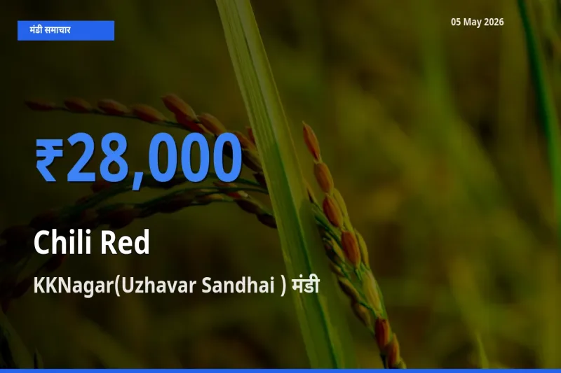 05 May अपडेट: लाल मिर्च के सबसे ऊँचे दाम KKNagar(Uzhavar Sandhai ) मंडी में