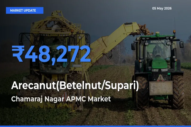 Chamaraj Nagar APMC Leads as Top Mandi for Arecanut(Betelnut/Supari) Prices