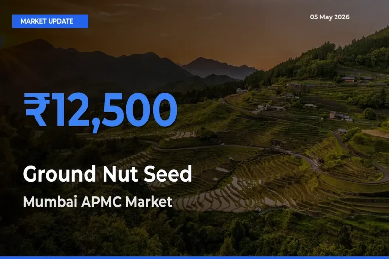 Mumbai APMC Offers ₹12,500 – Highest Ground Nut Seed Rate Today