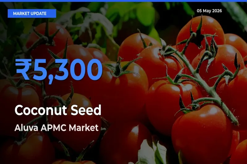 Aluva APMC Tops Coconut Seed Rates – May 05 Market Update
