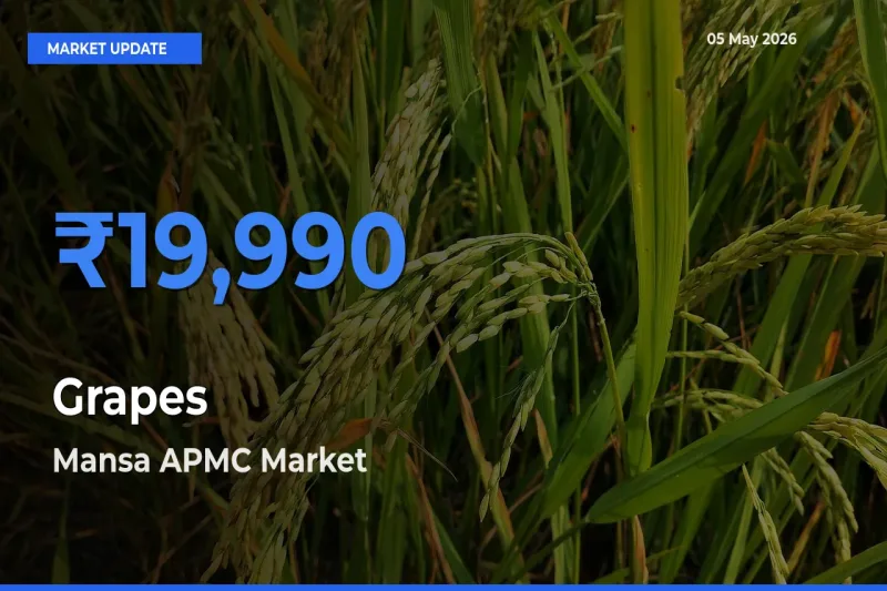 Mansa APMC Leads as Top Mandi for Grapes Prices
