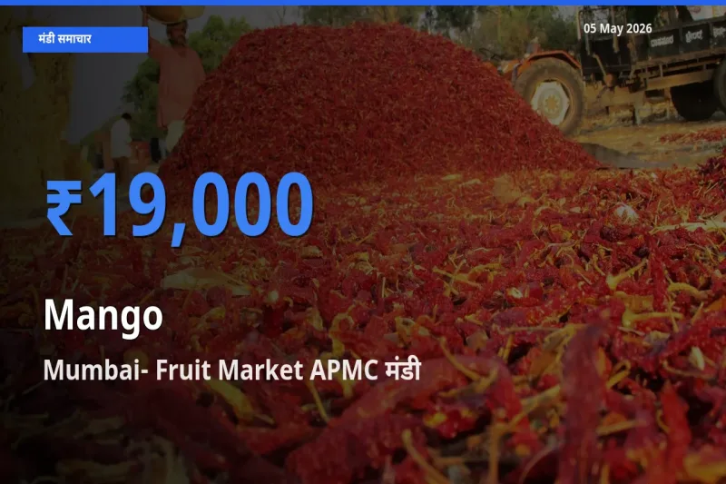 टॉप मंडी बना Mumbai- Fruit Market APMC! आम के सबसे ऊँचे दाम यहीं दर्ज