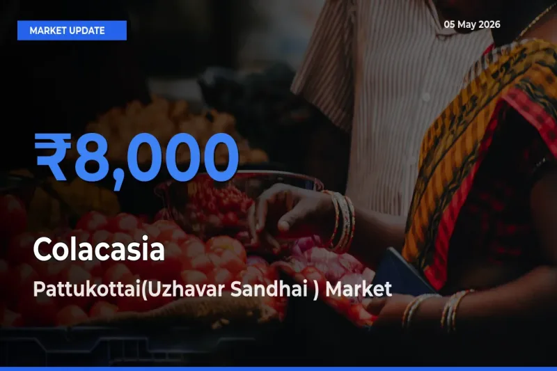 Top Performer! Pattukottai(Uzhavar Sandhai ) Offers Best Colacasia Price Today