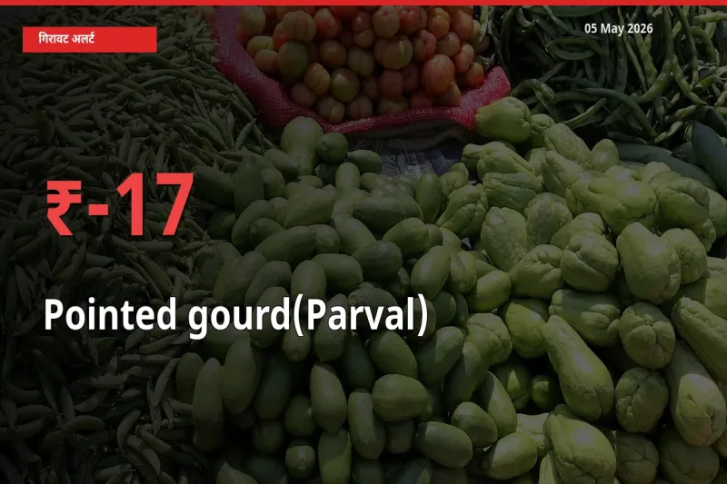 16.73% की गिरावट! मंडी में परवल के दाम अचानक टूटे