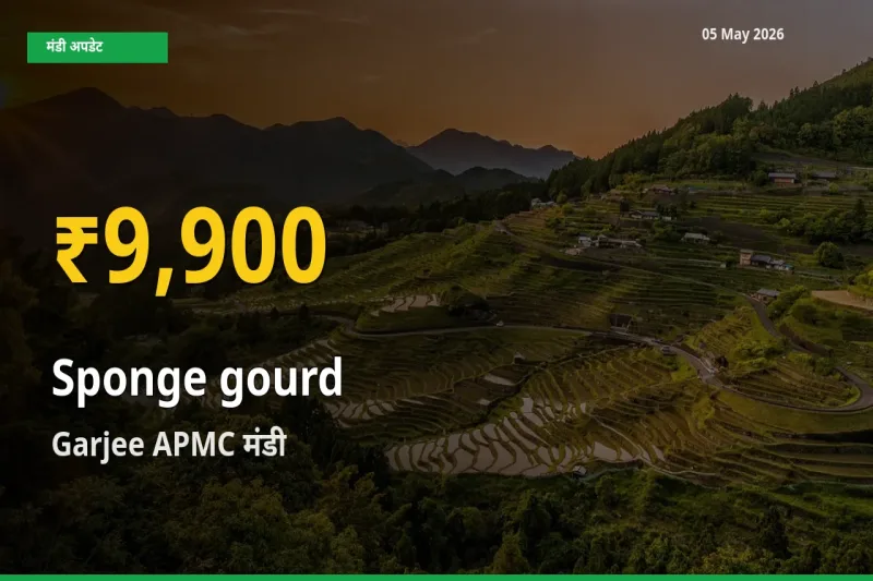 Garjee APMC में तोरई (नेनुआ) ₹9,900 पर पहुँचा – अब तक का उच्चतम भाव