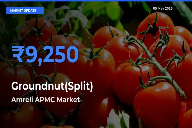 Amreli APMC Emerges as Top Mandi for Groundnut(Split) Prices Today