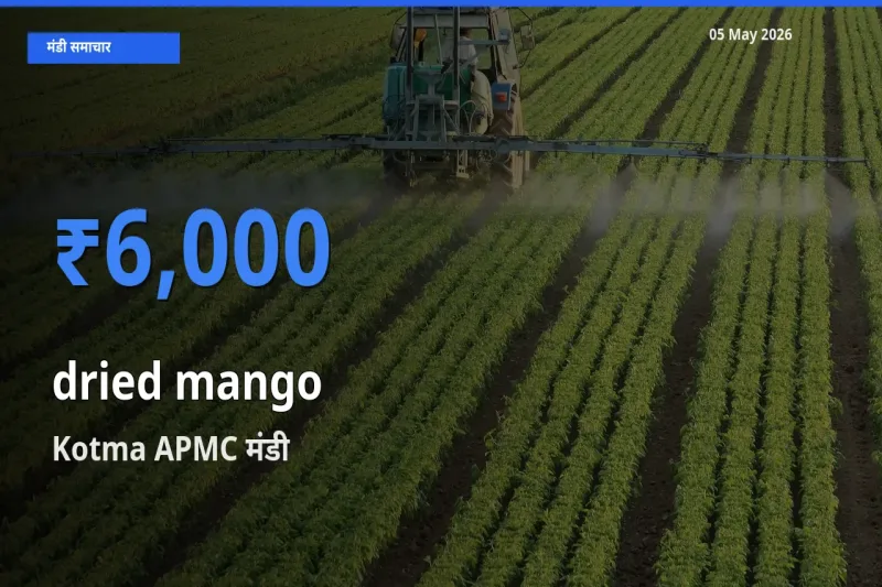 Kotma APMC मंडी में आज सूखा आम के सबसे ऊँचे दाम दर्ज