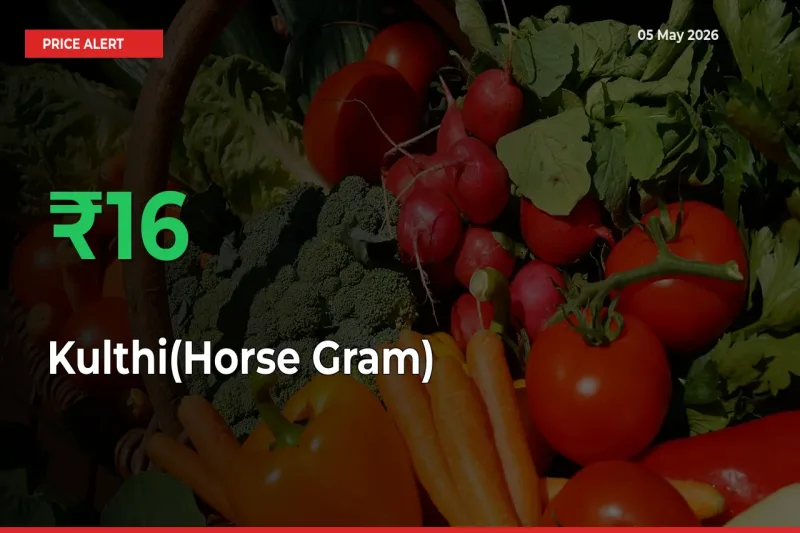 Sharp Jump! Kulthi(Horse Gram) Prices Climb 15.64% in 24 Hours at Key Mandis
