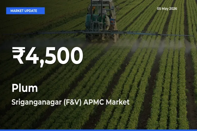 Big Drop! Plum Slides to 30-Day Low at Sriganganagar (F&V) APMC