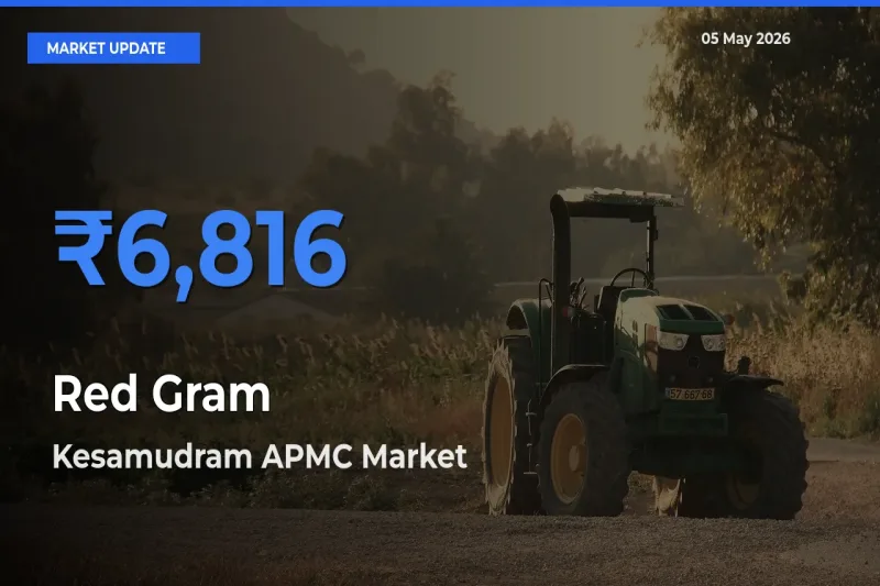 Kesamudram APMC Leads as Top Mandi for Red Gram Prices