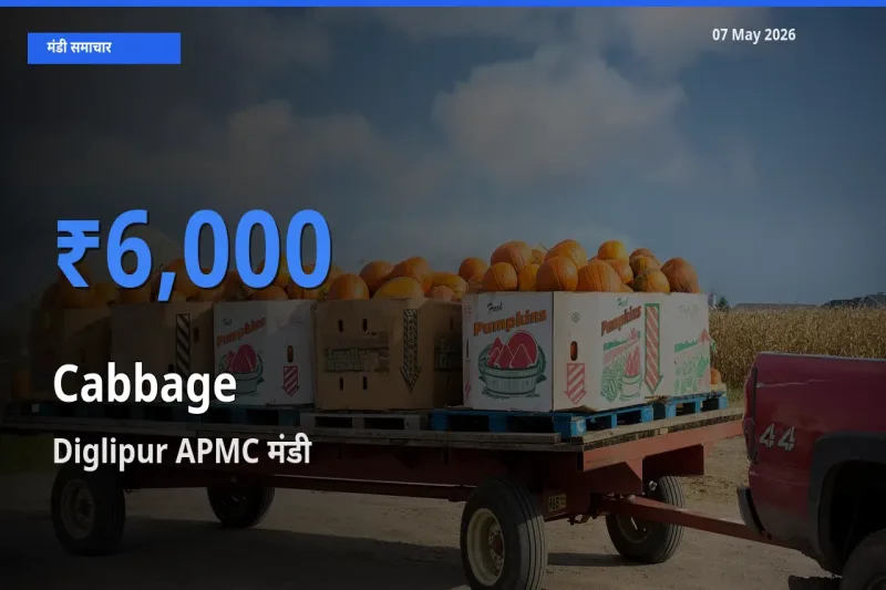 आज पत्ता गोभी के सबसे ज़्यादा दाम Diglipur APMC मंडी में दर्ज