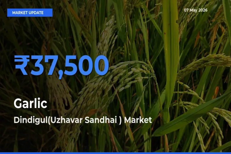 Dindigul(Uzhavar Sandhai ) Emerges as Top Mandi for Garlic Prices Today