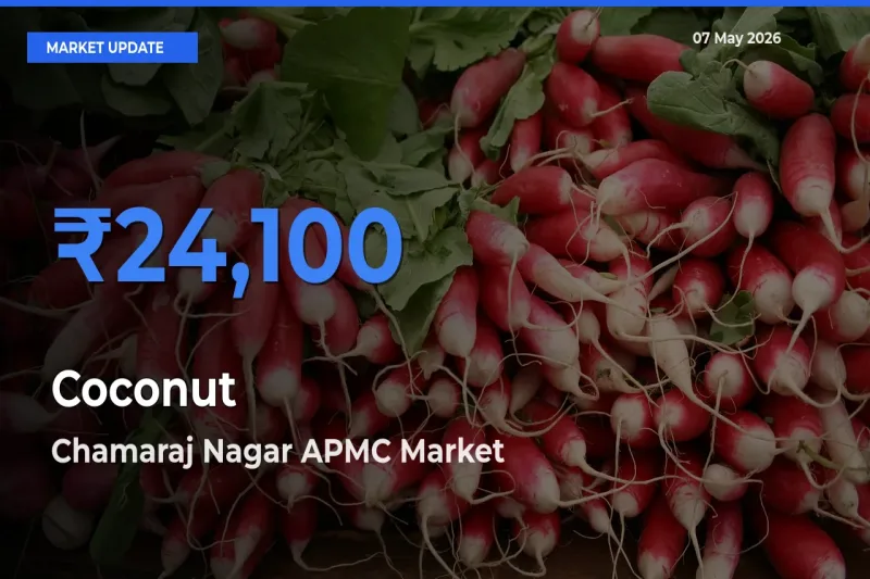 Top Performer! Chamaraj Nagar APMC Offers Best Coconut Price Today