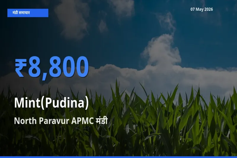 आज पुदीना के सबसे ज़्यादा दाम North Paravur APMC मंडी में दर्ज