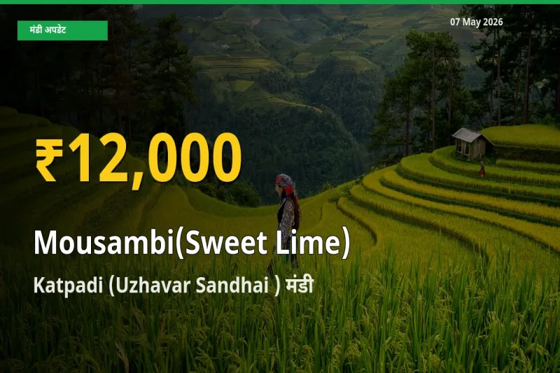 मौसंबी के भावों में जबरदस्त उछाल, Katpadi (Uzhavar Sandhai ) में नया उच्च स्तर