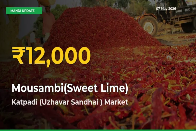 Why Mousambi(Sweet Lime) Prices Are Climbing in Katpadi (Uzhavar Sandhai ) – Today’s New High Explained