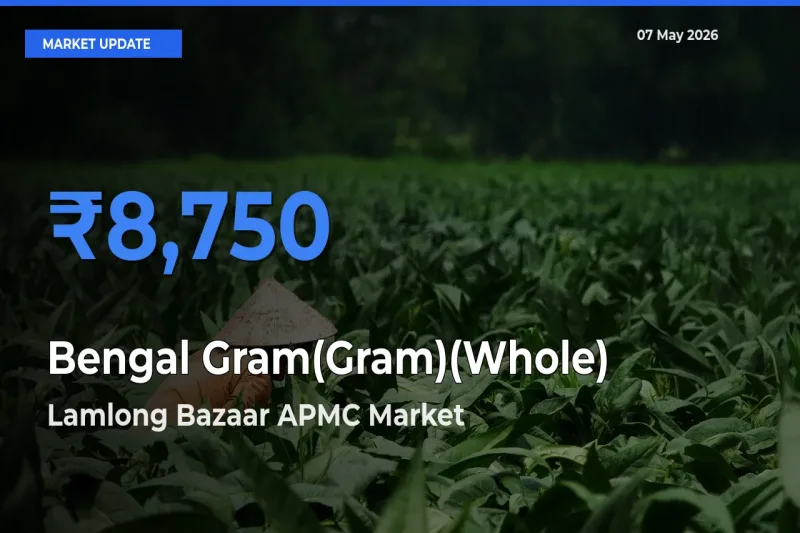 Lamlong Bazaar APMC Records Highest ₹8,750 Rate for Bengal Gram(Gram)(Whole)