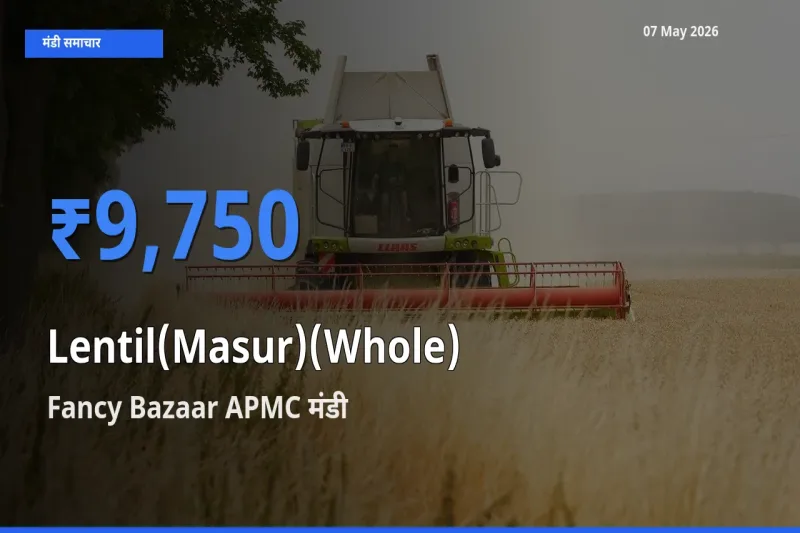 टॉप मंडी बना Fancy Bazaar APMC! मसूर दाल (साबुत) के सबसे ऊँचे दाम यहीं दर्ज