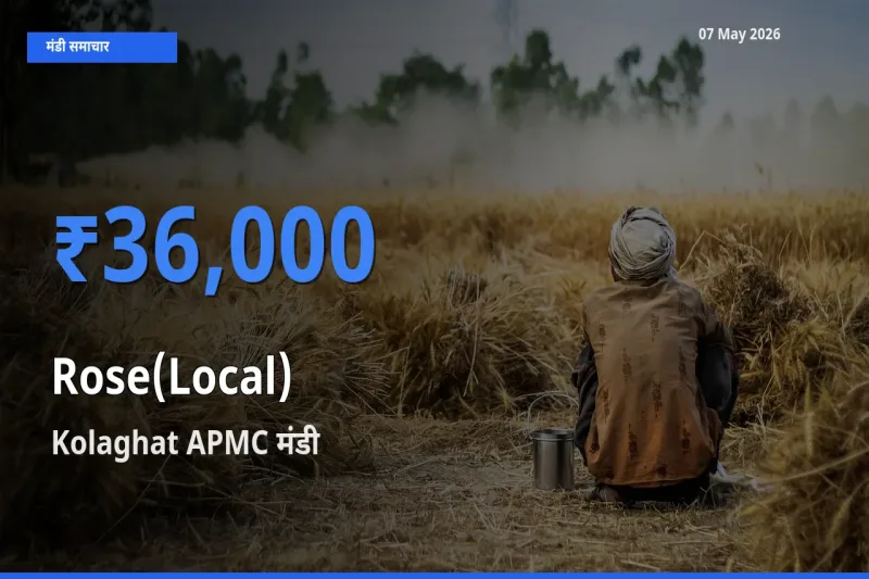 Kolaghat APMC मंडी में आज गुलाब(स्थानीय) के सबसे ऊँचे दाम दर्ज