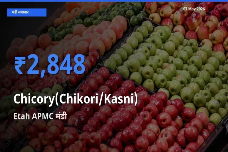 Etah APMC मंडी में कासनी ₹2,848 पर पहुँचा – आज का सर्वोच्च भाव