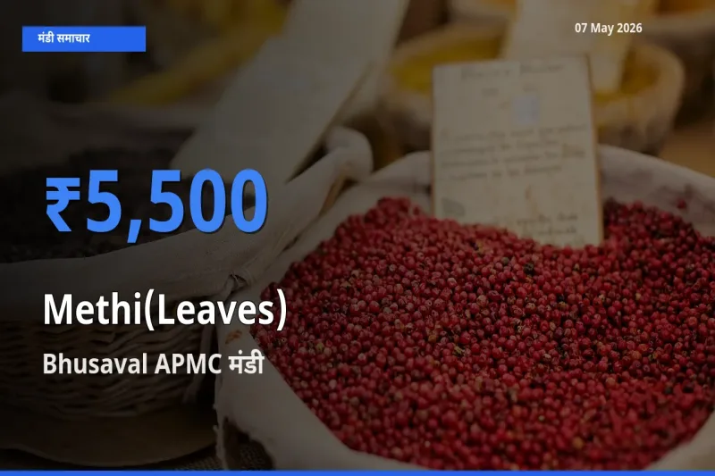 आज का मंडी भाव: हरी मेथी के सबसे ज़्यादा दाम Bhusaval APMC में
