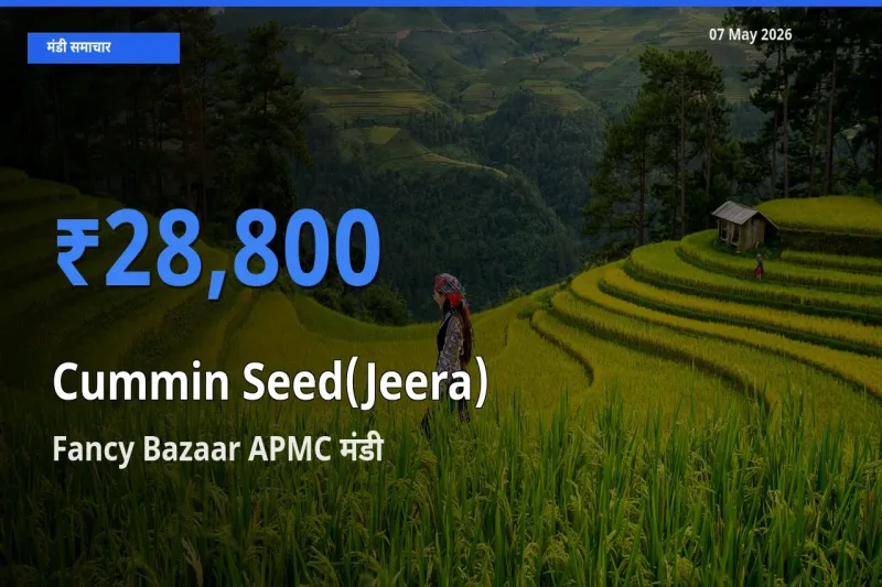 Fancy Bazaar APMC मंडी में जीरा ₹28,800 पर पहुँचा – आज का सर्वोच्च भाव