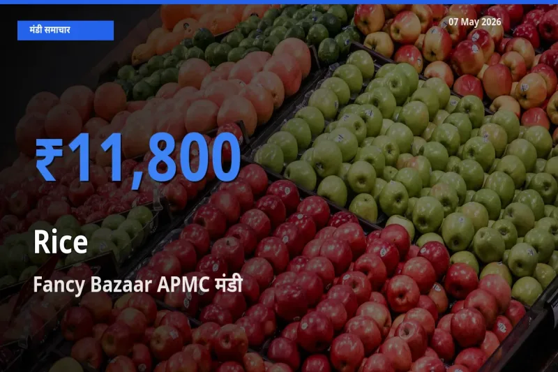 Fancy Bazaar APMC में चावल का आज सबसे ऊँचा भाव