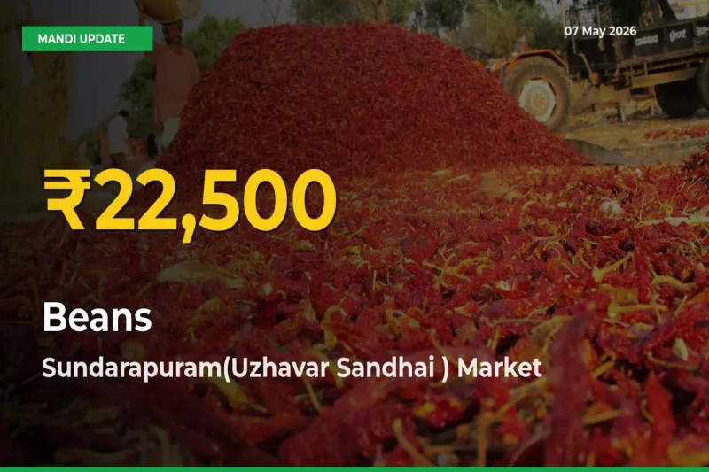 Farmers Benefit as Beans Rate Touches New High in Sundarapuram(Uzhavar Sandhai )
