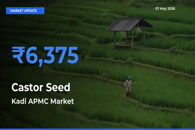 Kadi APMC Tops Castor Seed Rates – May 07 Market Update