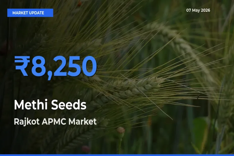 Top Performer! Rajkot APMC Offers Best Methi Seeds Price Today