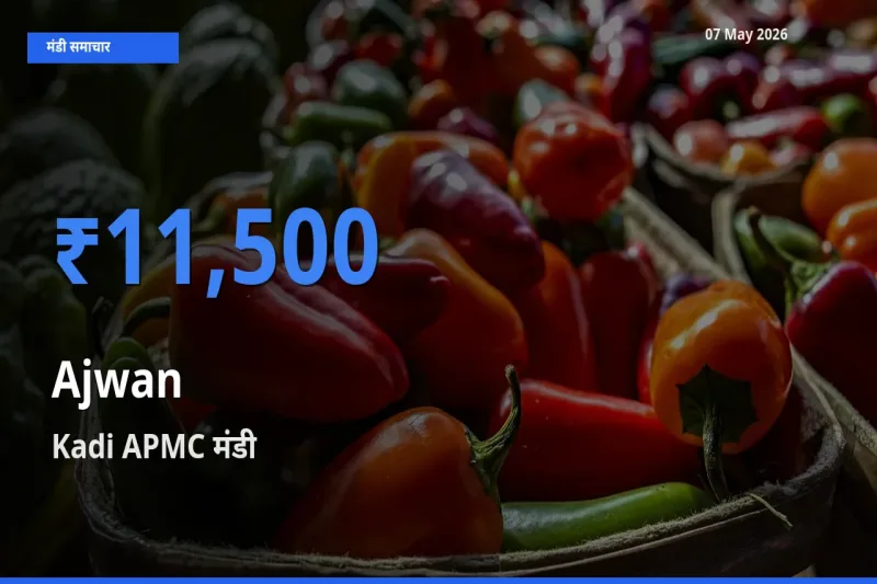 आज का मंडी भाव: अजवाइन के सबसे ज़्यादा दाम Kadi APMC में