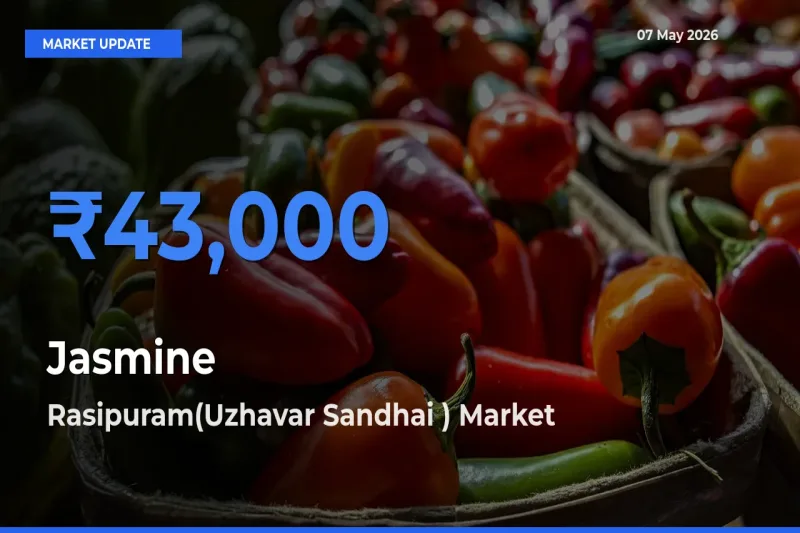 Rasipuram(Uzhavar Sandhai ) Leads as Top Mandi for Jasmine Prices