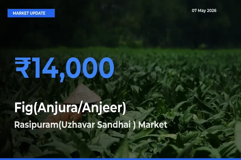Farmers Prefer Rasipuram(Uzhavar Sandhai ) as Fig(Anjura/Anjeer) Hits Highest Rate