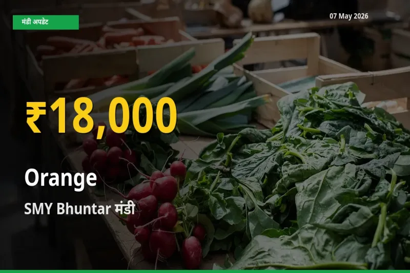 संतरा के दामों ने बनाया नया रिकॉर्ड, SMY Bhuntar में तेज़ी