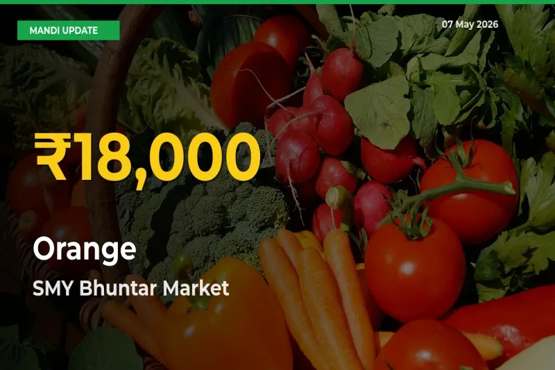 Farmers Benefit as Orange Rate Touches New High in SMY Bhuntar