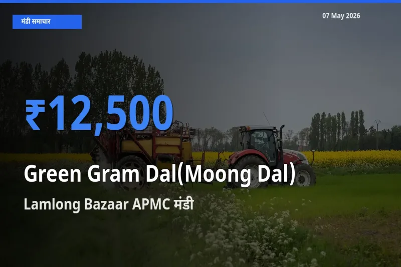 बाज़ार संकेत: Lamlong Bazaar APMC बना मूंग दाल के लिए आज की टॉप मंडी