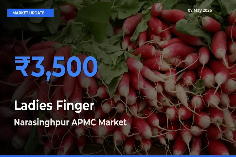 Narasinghpur APMC Tops Ladies Finger Mandi Rates Today