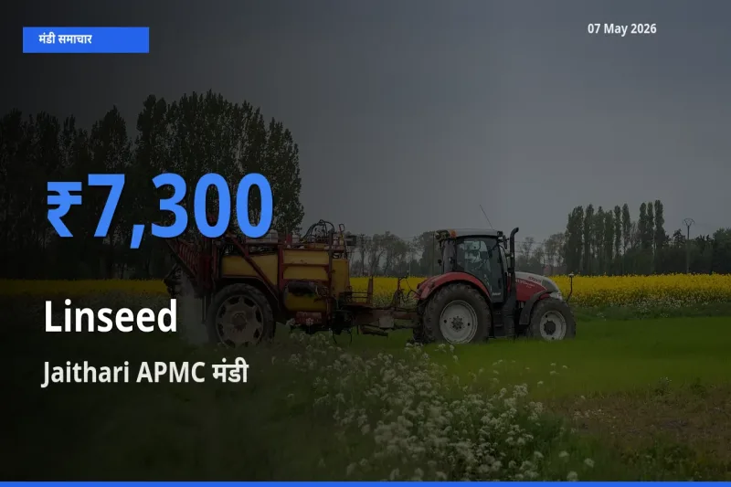 आज का मंडी भाव: अलसी के सबसे ज़्यादा दाम Jaithari APMC में
