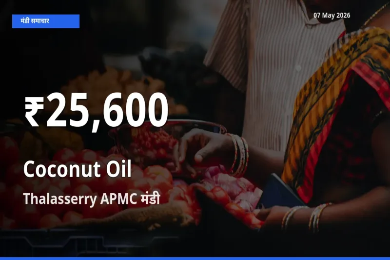 तेज़ गिरावट! Thalasserry APMC में नारियल का तेल के दाम 30 दिन के निचले स्तर पर