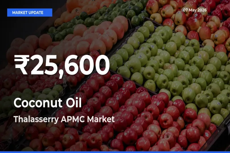 Coconut Oil Mandi Rate Today: 30-Day Low Recorded in Thalasserry APMC