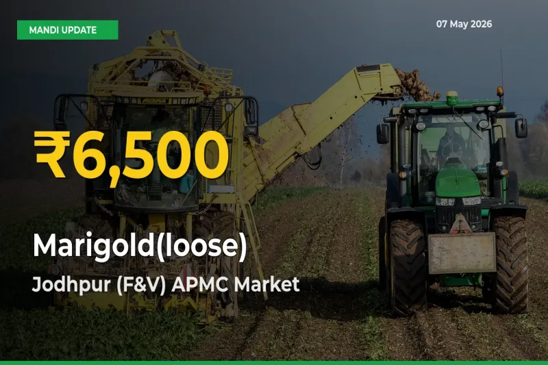 Why Marigold(loose) Prices Are Climbing in Jodhpur (F&V) APMC – Today’s New High Explained