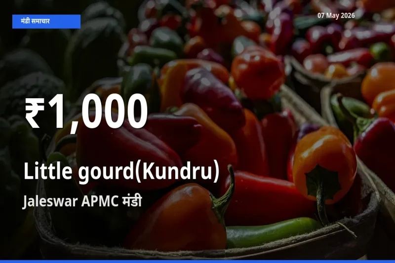 Jaleswar APMC में कुंदरू (टिंडा तोरई) ₹1,000 पर गिरा – 30 दिन का न्यूनतम भाव