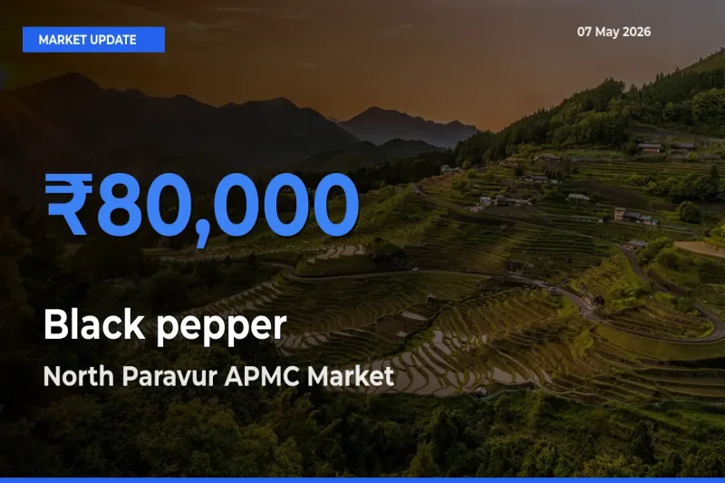 North Paravur APMC Leads as Top Mandi for Black pepper Prices