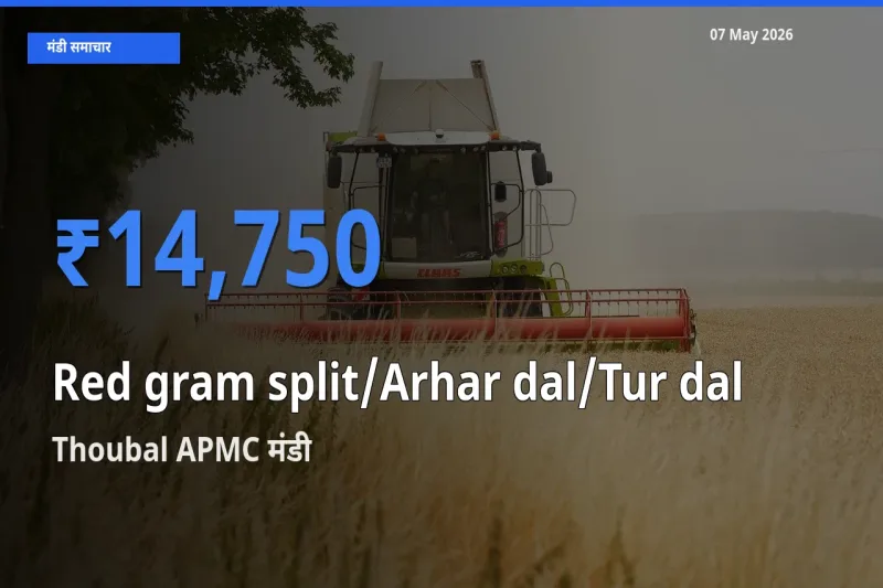 आज का मंडी भाव: Red gram split/Arhar dal/Tur dal के सबसे ज़्यादा दाम Thoubal APMC में