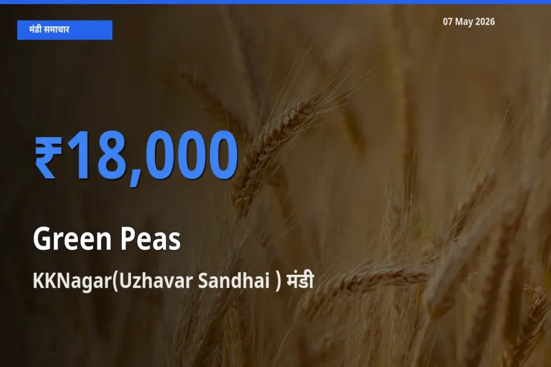 KKNagar(Uzhavar Sandhai ) मंडी में आज हरा मटर के सबसे ऊँचे दाम दर्ज