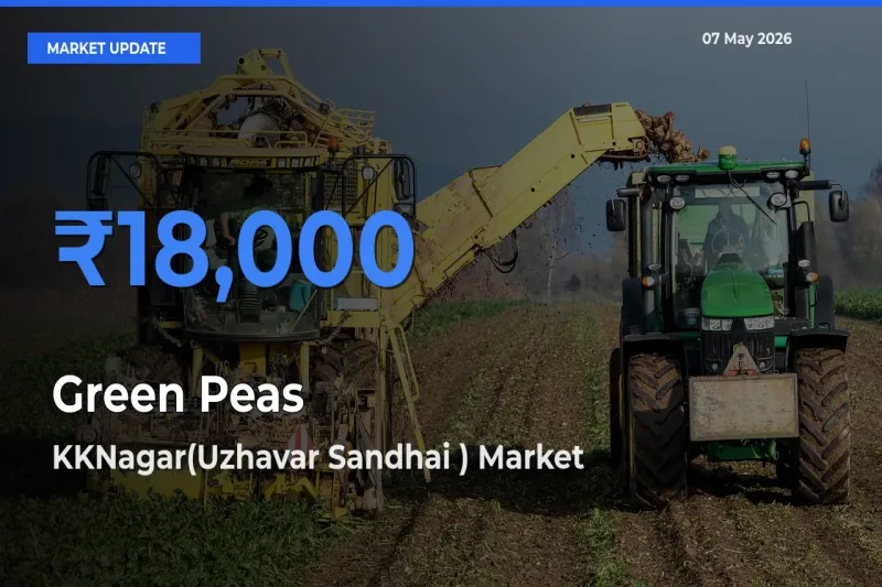 KKNagar(Uzhavar Sandhai ) Records Highest ₹18,000 Rate for Green Peas