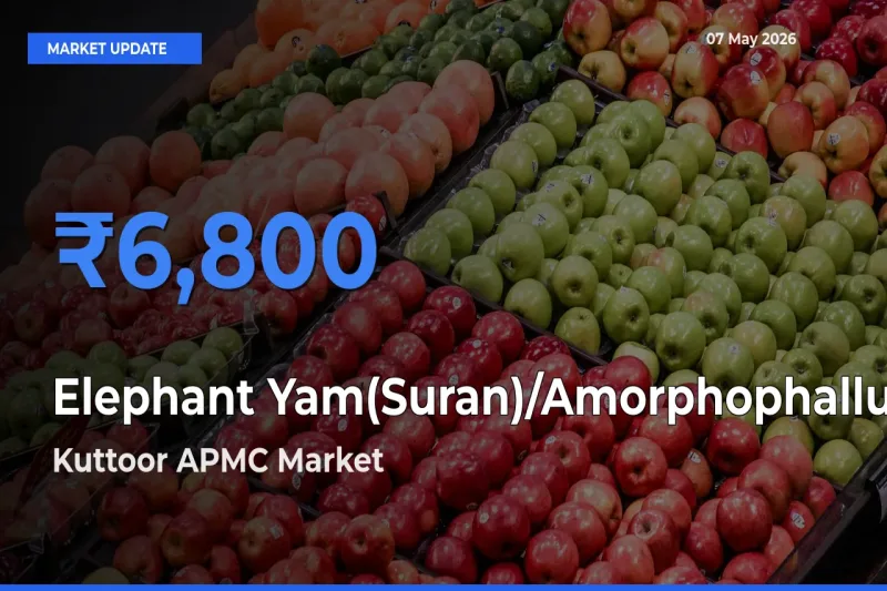 Kuttoor APMC Records Highest ₹6,800 Rate for Elephant Yam(Suran)/Amorphophallus