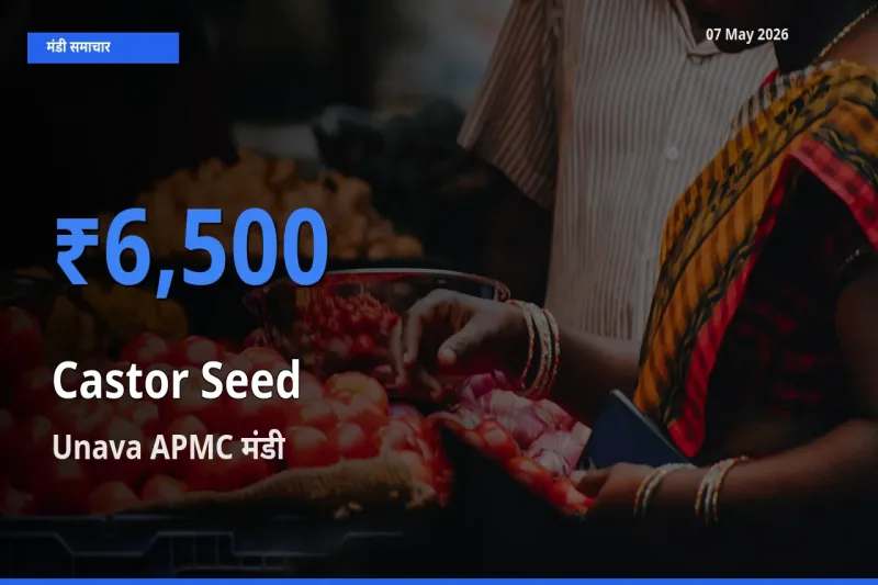 Unava APMC मंडी में अरंडी का बीज ₹6,500 पर पहुँचा – आज का सर्वोच्च भाव