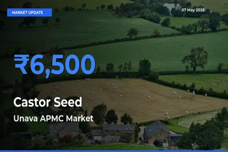 Unava APMC Tops Castor Seed Rates – May 07 Market Update